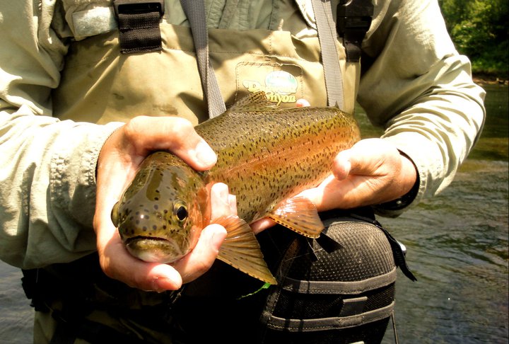 Clinch River Rainbow Trout