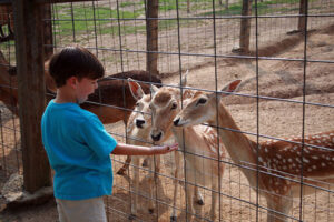 Little Ponderosa Zoo