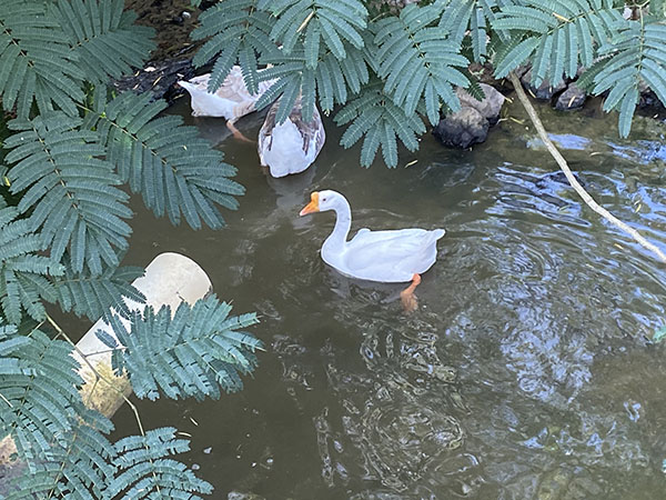 Little Ponderosa Zoo Pond