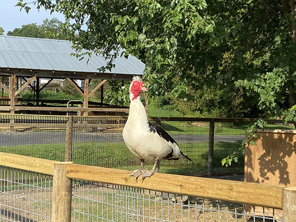 Little Ponderosa Zoo